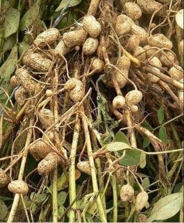 ljuljaske od paleta: Kikiriki (30 semenki) Cena:650din Kikiriki (Arachis hypogaea) je — 3