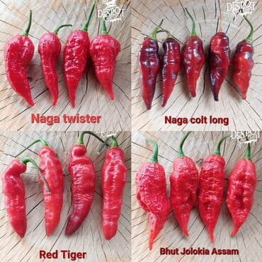 za dvoriste: 🌶Seme najljućih i egzotičnih čili papričica🌶 Za kupljenih pet — 19