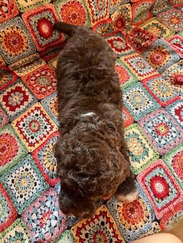 golubovi kupujem prodajem 2 strana: Nasa odgajivacnica lagotto romagnolo pasa A GANG OF LAGOTTA FCI 7244 — 14