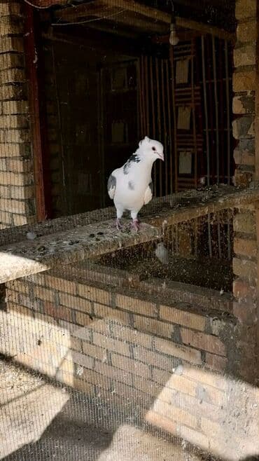 Oprema za kućne ljubimce: Beloglavi Mavijan izležen preko parenja Blek, Čava, Vasiljević — 7