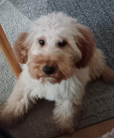 Prodajem maltipo pudlu štene od 4 meseca sa kovrdžavom, krem-breskva