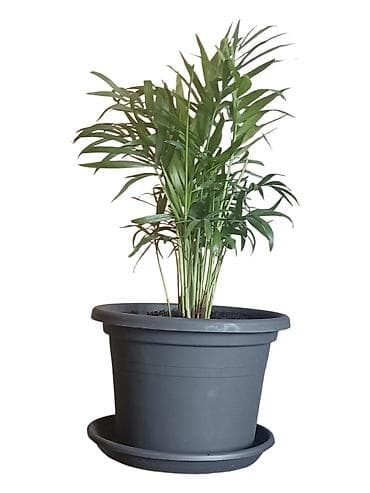 Chamaedorea elegans (parlor palma) u saksiji prečnika 18cm - Sobna