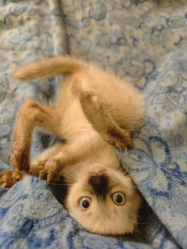 Cats: Dostupno sijamsko mače muškog pola, naviknuto na kućne uslove, naučeno — 1