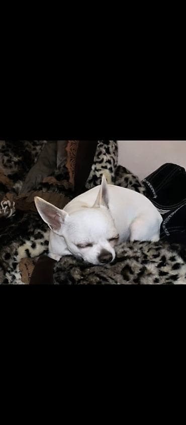 mini pomeranac prodaja: MINI ČIVAVE. Mini čivave oba pola kristalno bele, zlatne i — 4