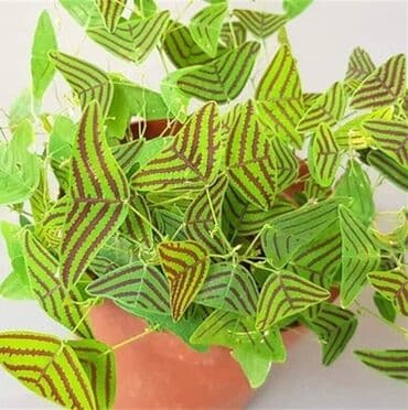 cena sadnice borovnice: Cena:650din/10 semenki — 6