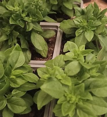 Semena i sadnice: Sitnolisti bosiljak – - Vrsta: Ocimum basilicum (sitnolisti — 4