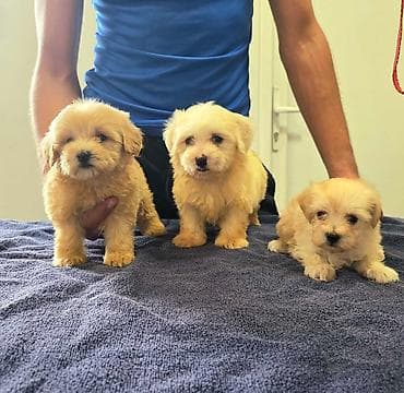 maltezer mali: Prelepi Maltipoo štenci Na prodaju štenci MALTIPOO Vakcinisani i — 1