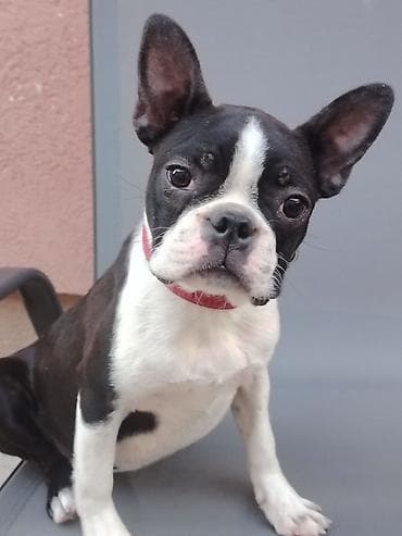 francoski buldog cena: Štene boston terijera, u ponudi ženka starosti 6 meseci. Idealna za — 9