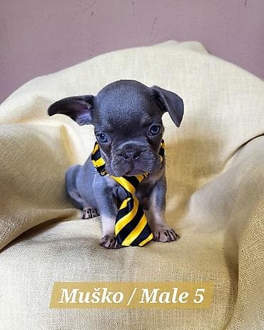 stenad: Francuski Bulldog štenci exotik boja. Stari 3 meseca, primili sve 3 — 5
