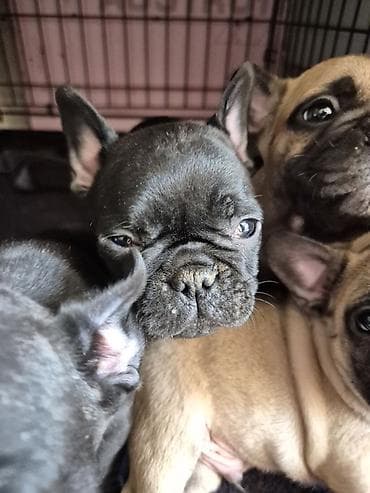 Pets & Animals: Francuski buldog štenci - Rasa: francuski buldog - Boje: crna — 2
