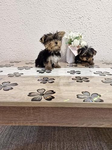 francuski buldog na prodaju: U ponudi jorkici top kvaliteta! Stenci su zdravi, ocisceni soltrex — 5