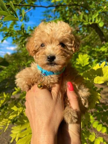 ovcari psi: Odgajivacnica pasa "Happy Puppies" ima u ponudi muzjake patuljaste i — 5