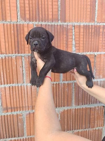 nemački špic cena: Cane Corso štenci šampionskog porekla! Tražite moćnog čuvara i odanog — 4
