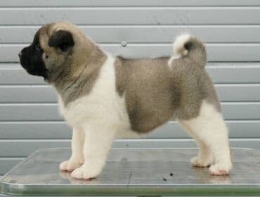 poklon psi: Američka Akita štenci Odgajivacnica TOP WINNER PUPPY sa ponosom — 7