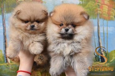 haski pomeranac: Pomeranac Boo. Stenci pomeranca vrhunskog kvaliteta,vakcinisani uredno — 5