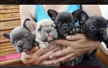 Francuski buldog štenci egzotičnih boja veseli umiljati, stručno na lalafo.rs Francuski buldog štenci egzotičnih boja veseli umiljati, stručno