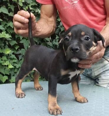 psi american bully: American bully AMERICKI BULLY, top stenad, strucno odnegovana — 4
