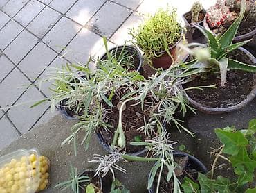 zamija cvet: Saksijska biljka – lavanda (Lavandula) - Višegodišnja aromatična — 1