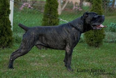 psi koji trazi tartufe: Postanite vlasnik jednog od naših vrhunskih Cane Corso štenaca — 26