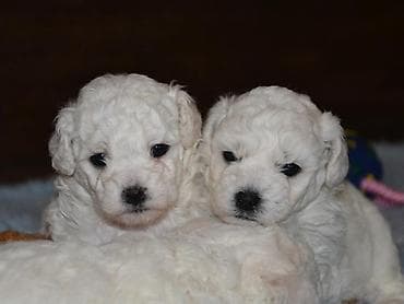 Dogs: Prelepi stenci bolonjezera, vakcinisani i ocisceni od parazita. Oni su — 1