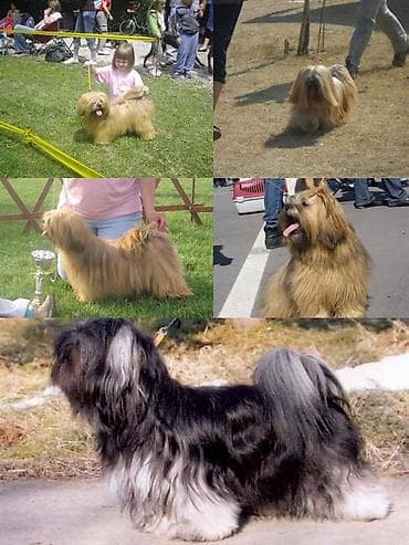 Lasa Apso štenad dugodlakih patuljaka, spremni za novi dom. +381 65 na lalafo.rs Lasa Apso štenad dugodlakih patuljaka, spremni za novi dom. +381 65