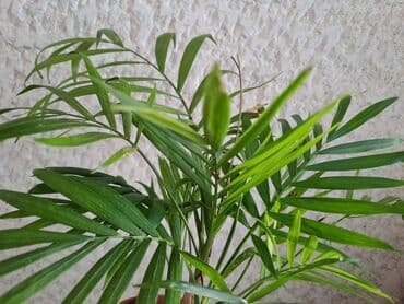 draperi za deciju sobu: Zamija, Palma, Chlorophytum, velike biljke, jednostavne za odrzavanje — 2