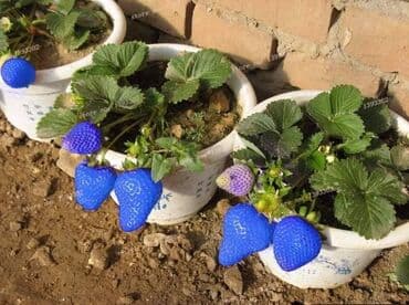 kontejnerske sadnice jagoda prodaja: Seme jagode više vrsta
Cena:650din/200 semenki — 11