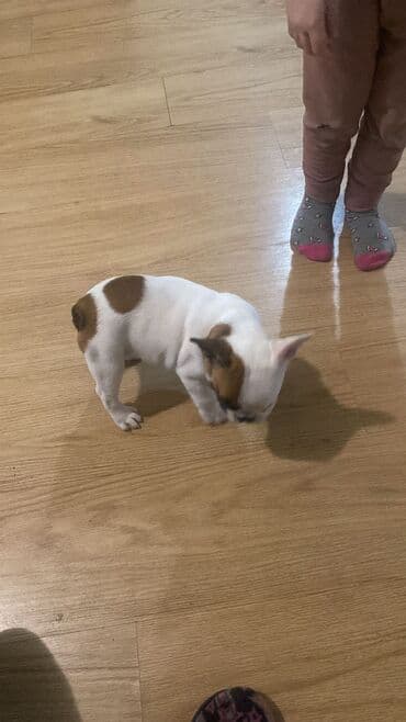 prodaja engleskih buldoga: Štene malog rasta francuski buldog - Bela dlaka sa braon pegama na — 1