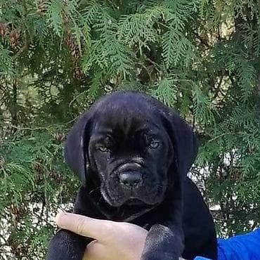 labrador retriver crni: Ako tražite vernog člana porodice, obratite se nama i postanite — 3
