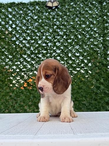 privezak na engleskom: ŠTENCI BIGLA – The Lovely Dogs Pogledajte vrhunski kvalitet naših — 7