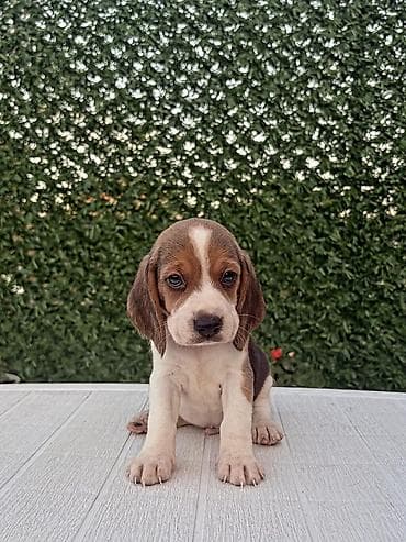 privezak na engleskom: ŠTENCI BIGLA – The Lovely Dogs Pogledajte vrhunski kvalitet naših — 5