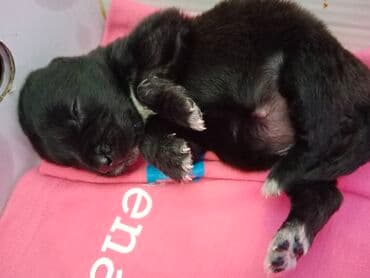sarplaninac stene cena: Poklanjamo dobrim ljudima bebe sisavce našli smo ih bačene u kutiji — 3