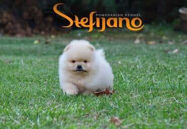 Psi: Pomeranac Boo stenci. Vrhunski stenci pomeranca slobodni za — 3