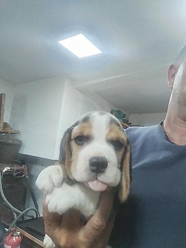 labrador stenci bez papira: Bigl stenci Na prodaju 2 zenke 1 zenka Ostenjeni 11 aprila 2025 Majka — 3