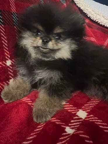 american bully psi: Pomeranac Boo unikatni muzjak black and tan boje,star 2.5 — 2