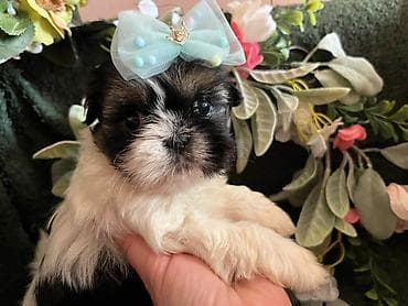 Prelepi Shih Tzu štenci iz registrovane FCI/KSS odgajivačnice „Moon — 2