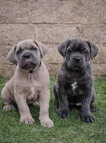 Ptice: Cane Corso štenci Štenci Cane Corso, oštenjeni 02.12.2025, slobodni za — 1
