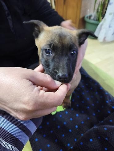 americki psi: Štene belgijskog ovčara malinoe - Starost 2 meseca - dva ženska — 3