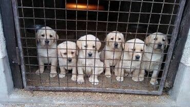 zlatni retriver srbija: Labrador Retriver štenci Prodajem štenad Labrador Retrivera starih dva — 2