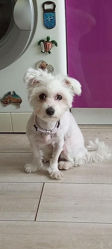 boks za pse: Mali kućni ljubimac – beli pas maltez tipa, uredno podšišan, sa crnim — 2