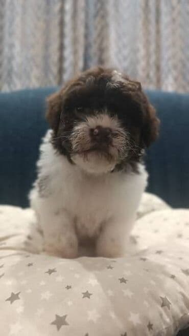 psi koji trazi tartufe: Na prodaju cistokrvni lagotto romagnolo stenci stari mesec i po i — 6