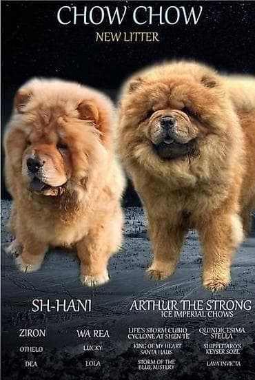 Stenci chow chow starosti dva meseca vrhunskog kvaliteta I potencijala