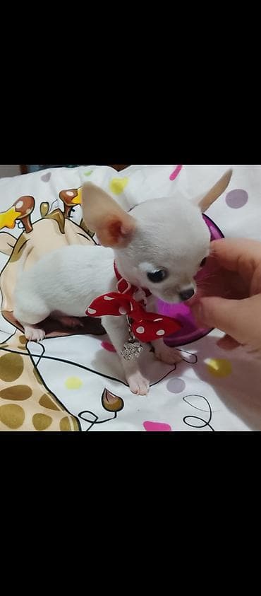 mini pomeranac prodaja: MINI ČIVAVE. Mini čivave oba pola kristalno bele, zlatne i — 7