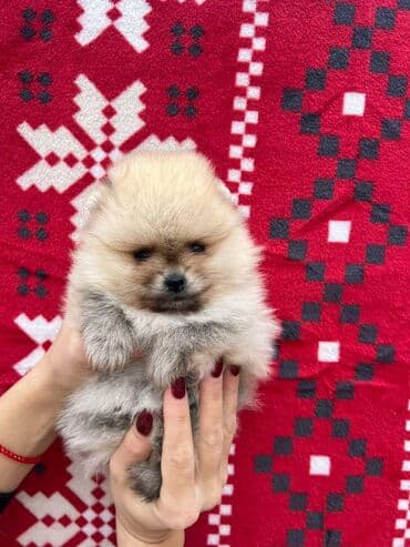 labrador psi: Dostupni prelepi štenci pomeranaca. Strucno odgajani uz nadzor — 2