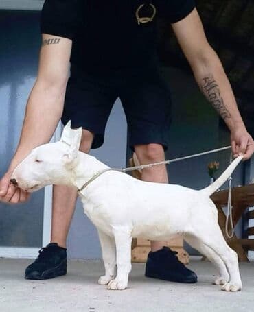 oglasi psi: Odgajivačnica TIKVARA LAKE KENNEL FCI 7519 predstavlja vrhunske štence — 11
