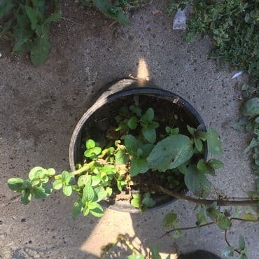 forma ideale sto za dnevnu sobu: Razno ne mrzne — 7