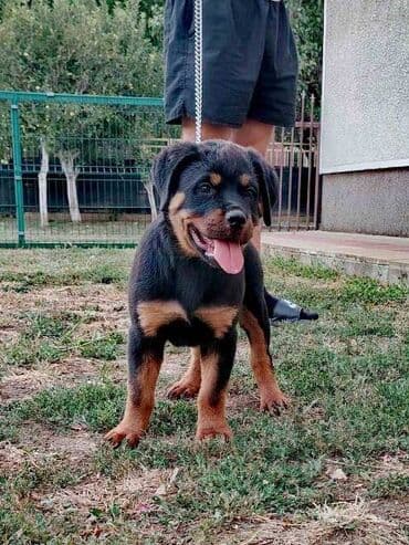 Psi: Rotvajler, vrhunski štenci U ponudi vrhunsko leglo rase Rottweiler — 3