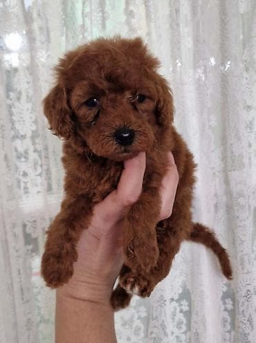 crni psi: Crvene pudle toy, od oba roditelja u mom vlasnistvu, spremni za — 3