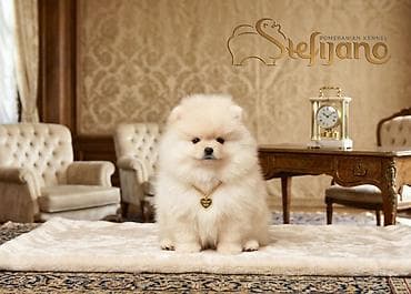 Pomeranac Boo. Čistokrvni,prelepi štenci pomeranca, vrhunskog porekla — 3