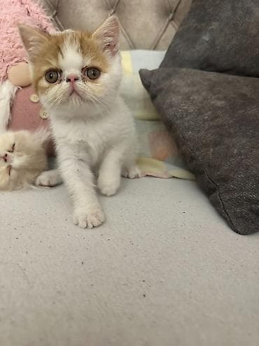 psići na poklon: Na prodaju mačići persijske egzotične (Exotic Shorthair) rase. Vrlo — 5